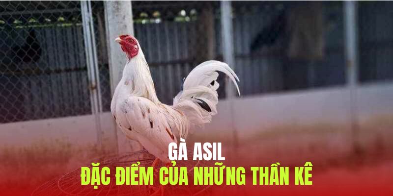 Dòng gà thường không chịu được áp lực với đối thủ mạnh