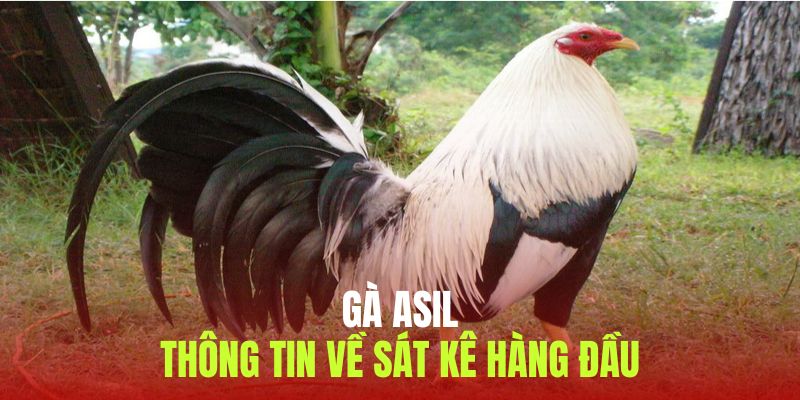 Tìm hiểu thông tin về dòng gà Asil nổi tiếng trên đấu trường