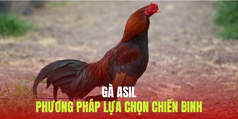 Phương pháp lựa chọn gà Asil trở nên bất bại 2025