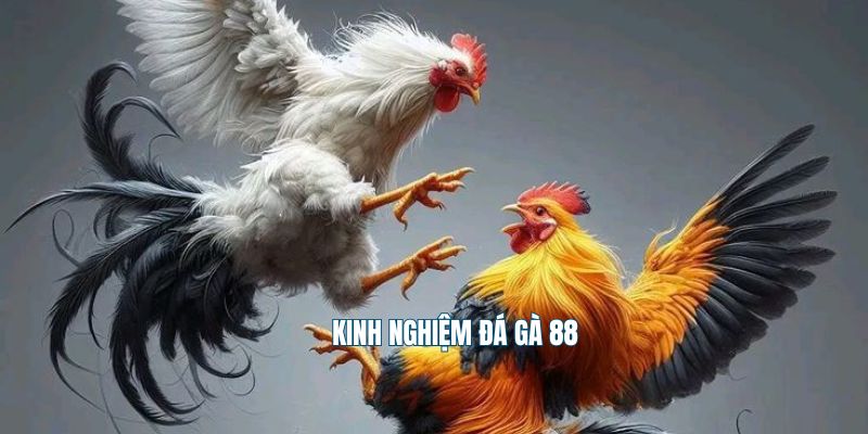 Kinh nghiệm đá gà 88